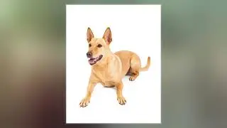 Carolina Dog