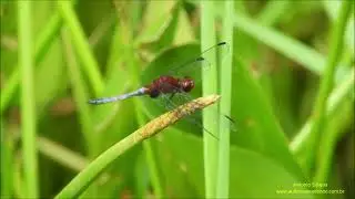 Dragonfly (Erythrodiplax cf fusca) Brazil by Antonio Silveira.