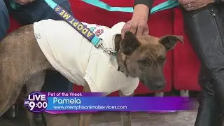 Meet Pamela a Sweet and Gentle Pup Looking for a Home