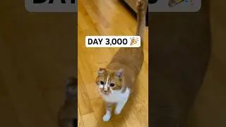 3,000 Mornings of Waking up with Bean!!!