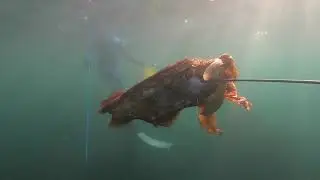 Exploring and Spearing Freshwater Beach (Giant Cuttlefish)