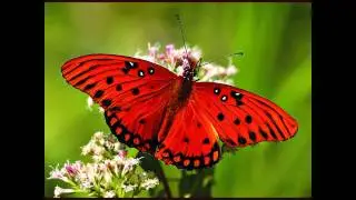 Franz Joseph Haydn, German Dance In G Major, Relaxing Baroque And Classical Piano Music