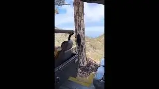 Catalina Island Bison Expedition tour