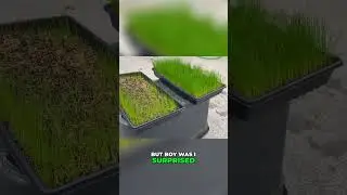 Pre-Germinated Grass Seed vs Regular Seed: Surprising Results Revealed