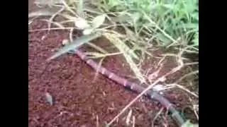 Micrurus nigrocinctus, Serpiente Coral Macho