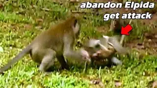 Breaking news! poor abandoned Elpida & Albeto get seriously attack by big monkey