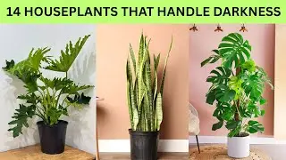 Top 14 Low Light Houseplants That Can Survive (Almost) Any Conditions