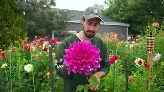Here is the #1 reason to grow THIS Dahlia