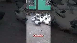 Highflying giribaz kobutor ke shorts video/giribaz pigoen #populerpigeon #pigeon #youtubeshorts