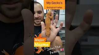 Major Magma Joins The Foxtrot Family (ft. @GeekyGeckoCreations) #lieutenantpancake #majormagma