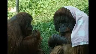 Exploring Oldest Zoo Of America!