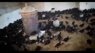 Australorp chicks for sale.. More Detail in Description