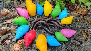 HUNTING SNAIL, RAINBOW SNAIL, MILLIPEDS, KAKI SERIBU HERMIT CRAB LUWING, BEKICOT SIPUT PELANGI