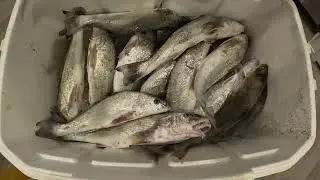 Meat trip #beach #fishing #flaglerbeach  #surffishing #surfcasting .