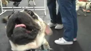 Pugs Galore at the Los Angeles Pug Meetup