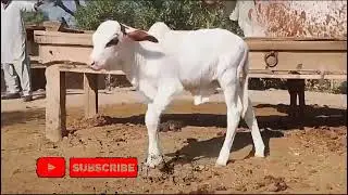Cow Farming Ideas /Cholistan Cow Farming / Ghulabi Soraj mokhii Bachra And cow  for Sale 319 6237059