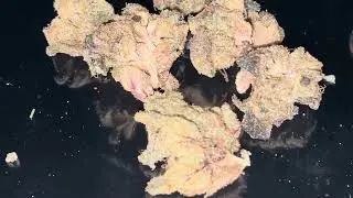 Greasy Runts Indica Strain &ldquo;Western Mass&rdquo; 420