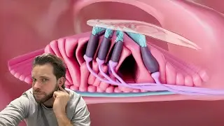 New Visual Project: Inside The Ear