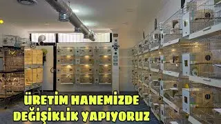 Çekoslavak Muhabbet Kuşlarımızı Kafeslerine Yerleştirdik