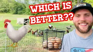Static Chicken Coop Vs Rotational Grazing Pros and Cons