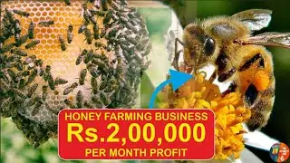 🐝हनी फार्मिंग से ₹2 लाख महीना कमाएं!|#honeyfarming#honeyfarm #honey #viralvideo #video #farming #yt