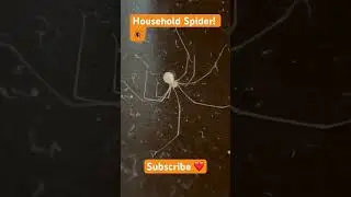 A common Spider! #spider #bugs #insects #youtubeshorts #viral