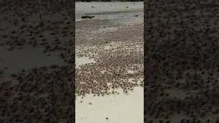 Blue soldier crab