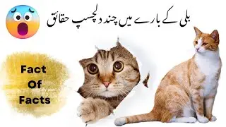18 interesting facts about cat's|کچھ دلچسپ حقائق| #facts#urdufacts #interstingfacts #cats #urdufacts