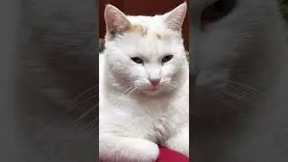 #cat #цитаты #котики #цитатыосмысле #кот #юмор #цитатыпрожизнь #котик #сильныесловасосмыслом