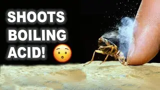 Bombardier Beetle 🐞 | This Bug SHOOTS Acid!