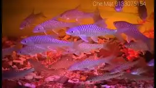 Raja Ikan Sungai Kelah Bara Lipan