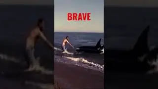 When Man Meets Orca