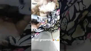 # cute cat grooming #gadar2 #bollywood #song #music 😻🐾👍