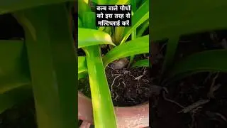 How to multiply your plants bulbs/#shorts #utubeshorts #plants