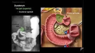 Digestive system anatomy part 3 - small intestine