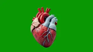 4K Human Heart Beating Animation Green Screen Free No Copyright