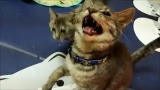 チュールを待ちきれない子猫ちゃん達。大変です（汗）