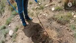 Sprey for leaf damage by insects