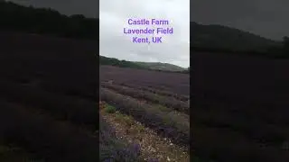 Lavender Field, Kent, UK #shorts #love