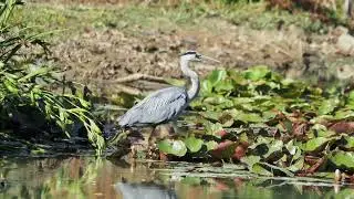 Grey Heron on the pond with Chiffchaff sounds #birds #wildlife #nature #birdsong #animals 
