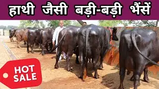 ताऊजी ने कर दिखाया कमाल || Top Quality हाथी जैसी शानदार मुर्राह भैंसें || Bhavika Dairy Farm