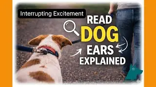 Your Dog&rsquo;s Ears Tell You Everything on Leash