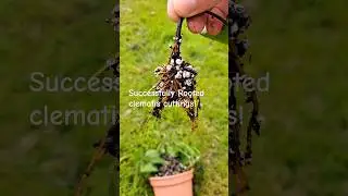 Successful Clematis Cuttings! #gardening #clematis #cuttings #propagation #horticulture #garden