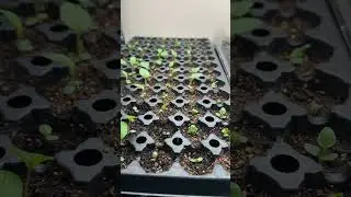 Grow Room update Jan 6, 2026