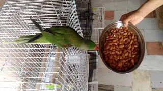 alexander parrot want to eat his food