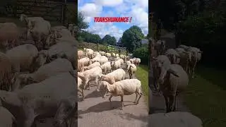 Transhumance normande 😎
