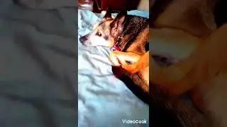 #pitbull #dogs #дрессировкасобак #yourdog #собака #щенок #yourpet #котики #cat #germanshepherd