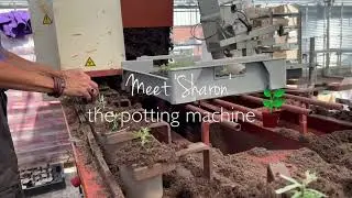 Behind the scenes on our nursery - meet Sharon! | Coolings Garden Centre