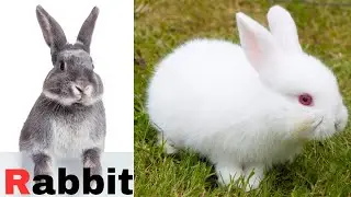Learn R Words | Rabbit 🐇 | Russia | Meow Meow English | Fun Kids| Rose 🌹 | Rainbow🌈|