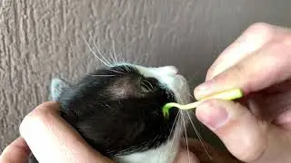 How to remove ticks from the cat l Part 3 - tick twister